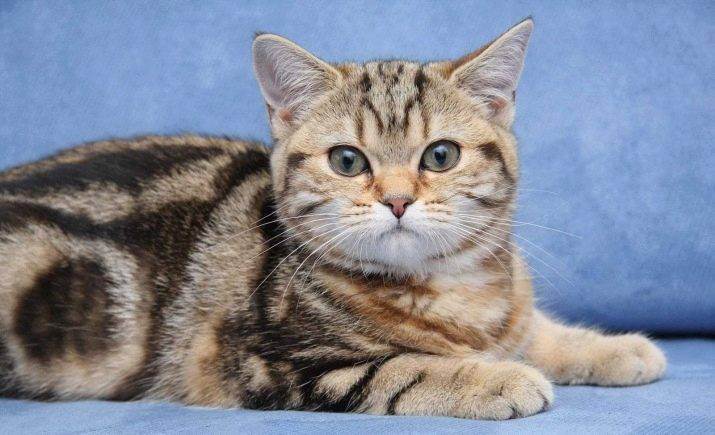 Мраморная кошка (33 фото): описание пород котов окраса красный мрамор, снежный мрамор и других видов цвета