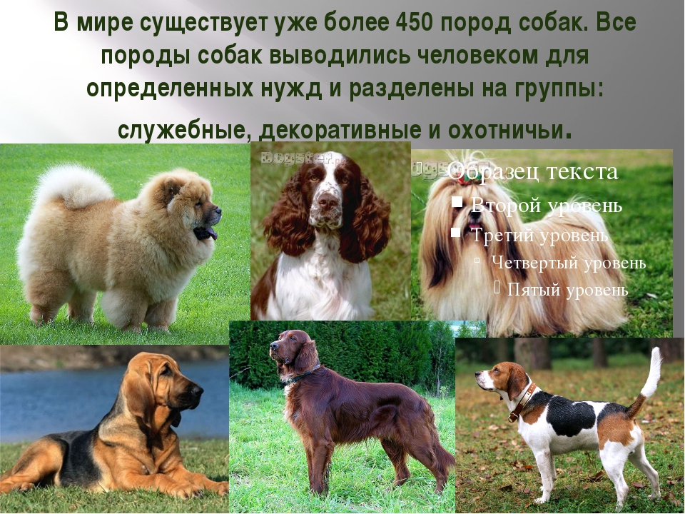 Самые умные породы собак | живность.ру