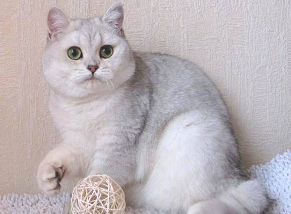 Внешний вид, поведение и особенности содержания породы кошек британская серебристая шиншилла