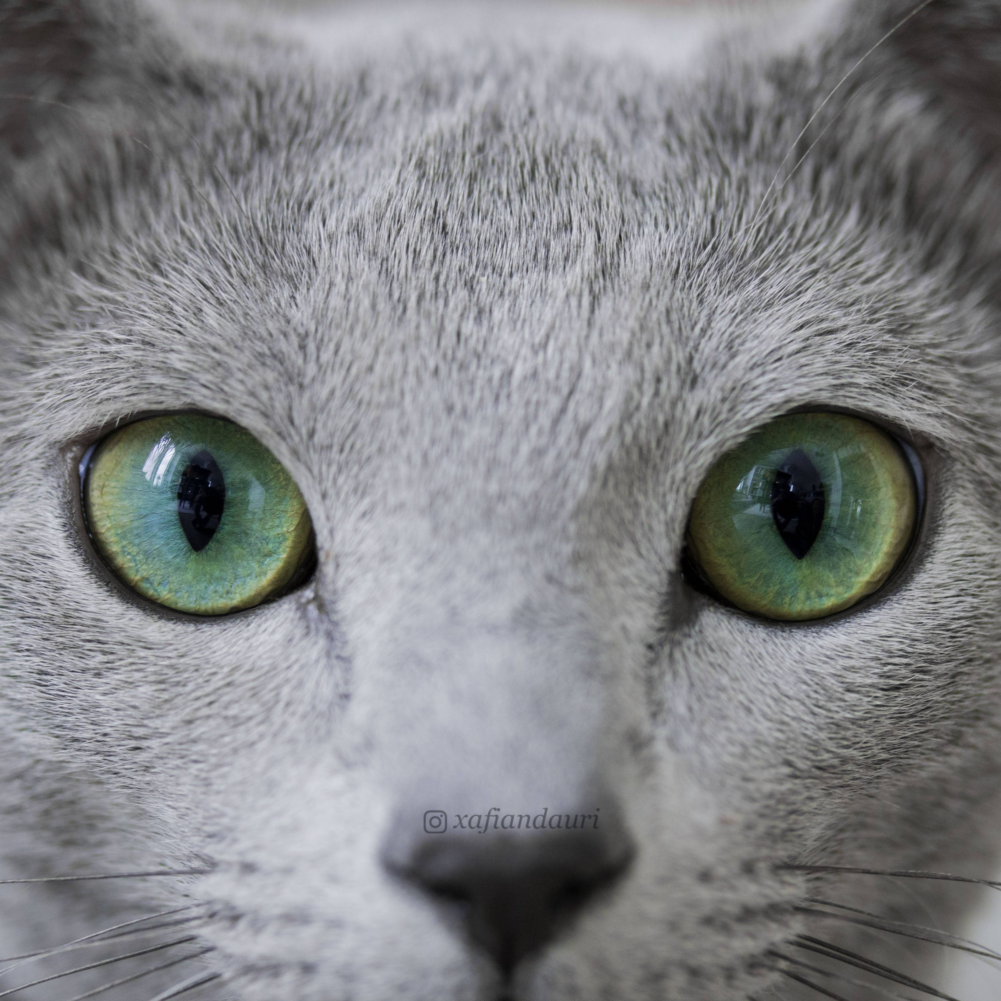 У кошки из глаз коричневые выделения - косметическая проблема или патология, что делать, чем лечить