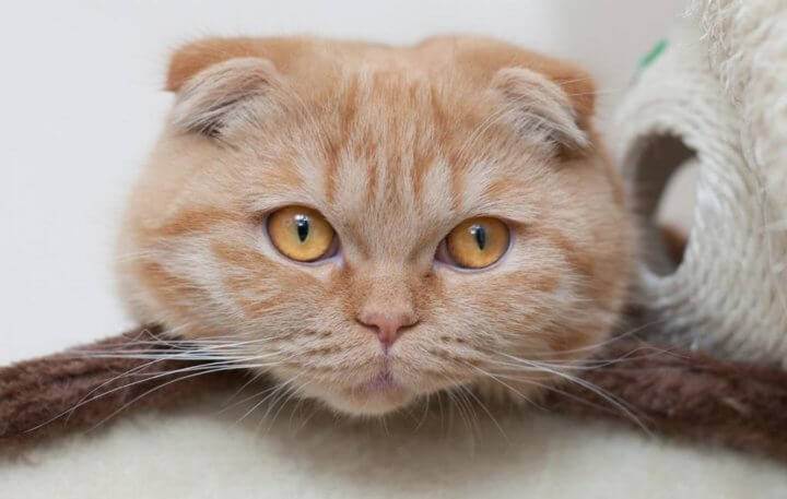 Действительно ли существует британская вислоухая кошка?