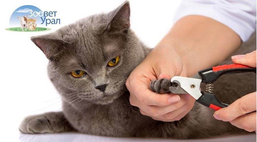Как правильно подстричь когти коту в домашних условиях