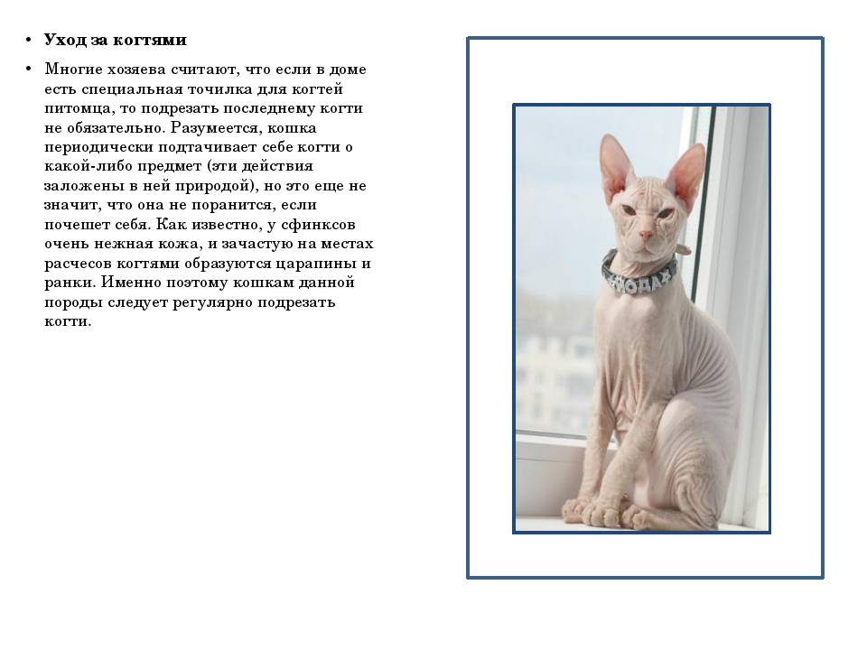 Кошки као-мани: описание породы, характер, особенности ухода, история