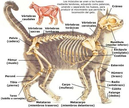 Особенности строения скелета кошек