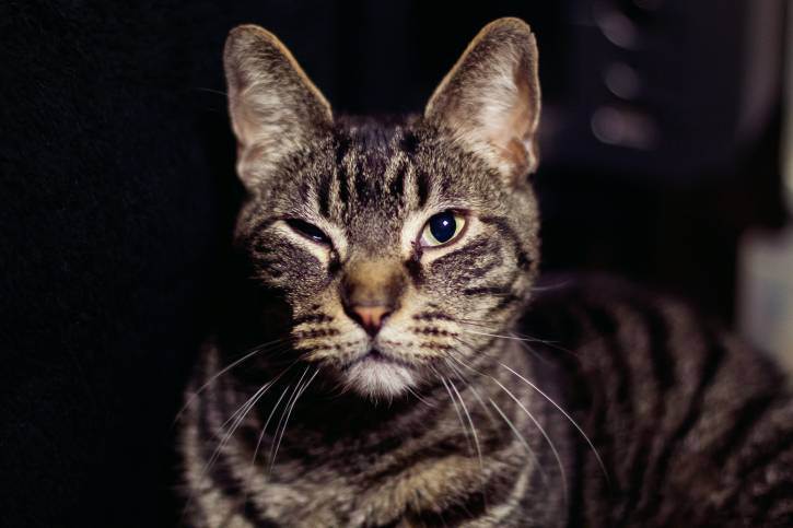 Сухой нос у котенка. теплый и сухой нос кошки — признак болезни