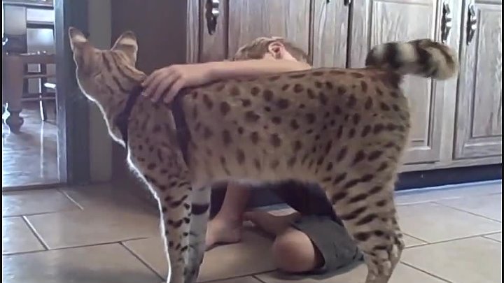 Ашера (фото): самая большая и «дикая» домашняя кошка