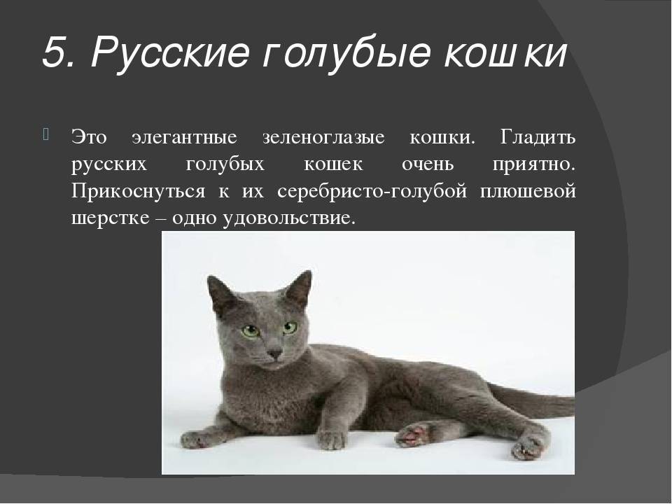 Кошка серой породы характер и повадки - oozoo.ru