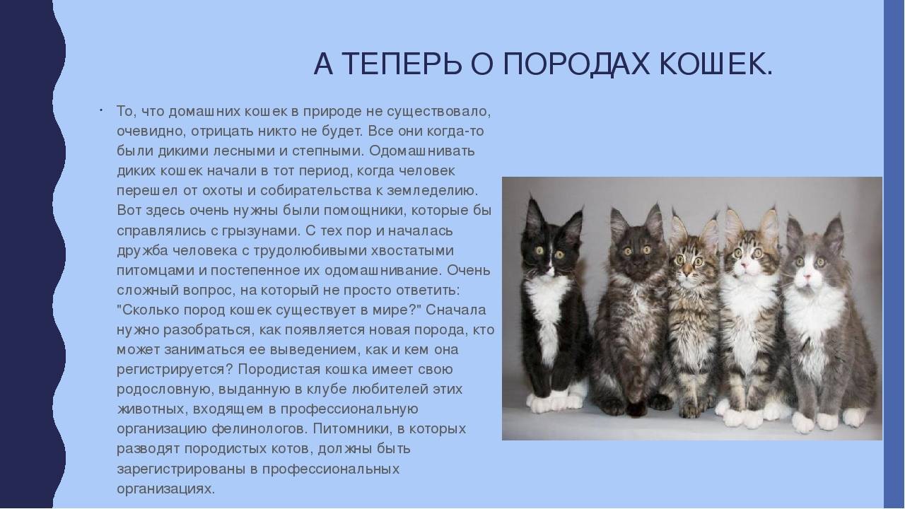 Сколько кошек в мире и в России, где на Земле проживает больше всего котов?