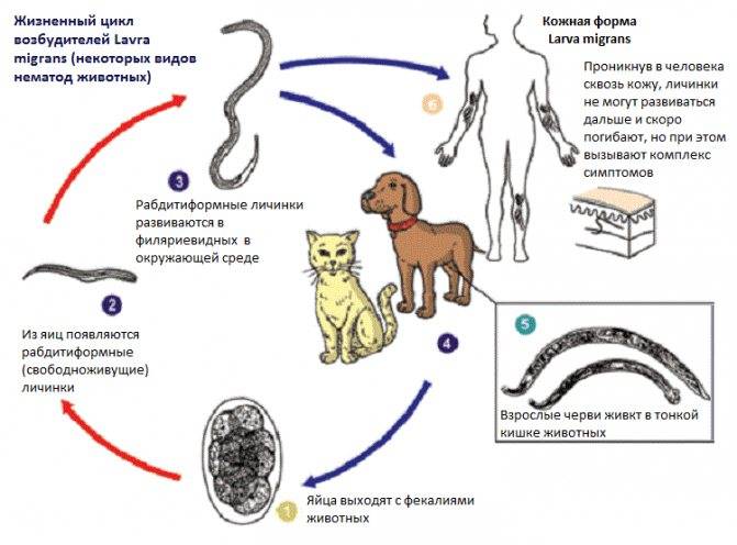 Аскариды у кошек: фото, симптомы и лечение. аскариды у кошек: симптомы, лечение и профилактика