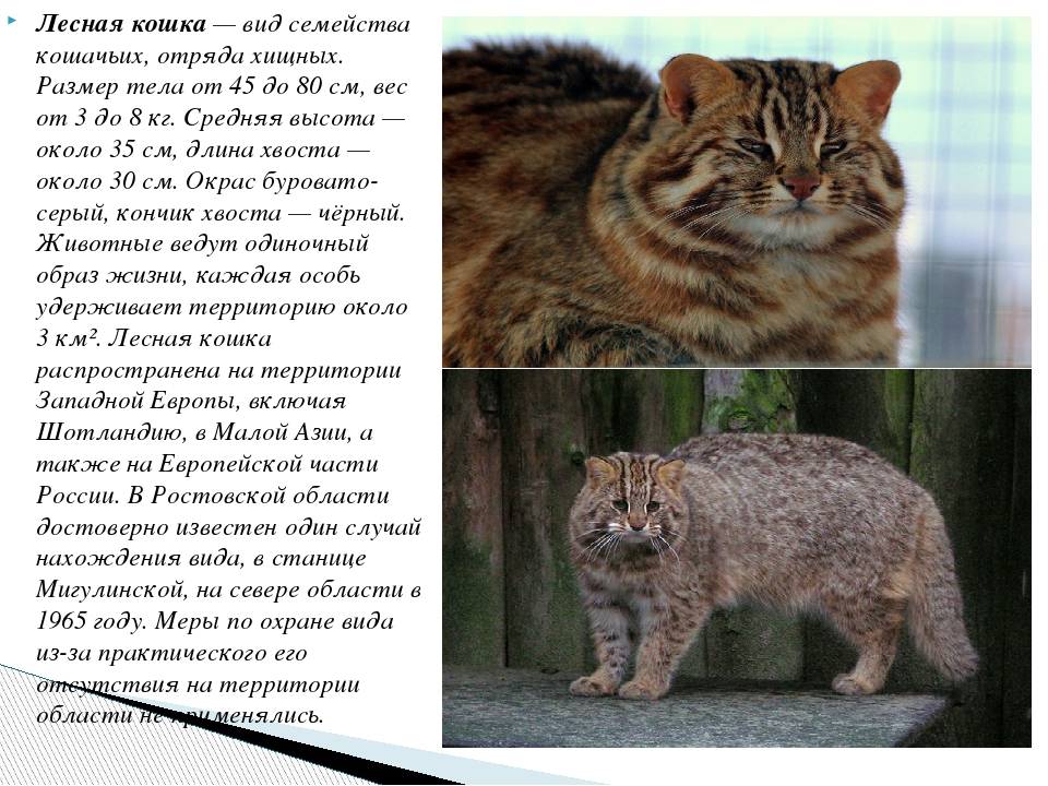 Среднеевропейский лесной кот