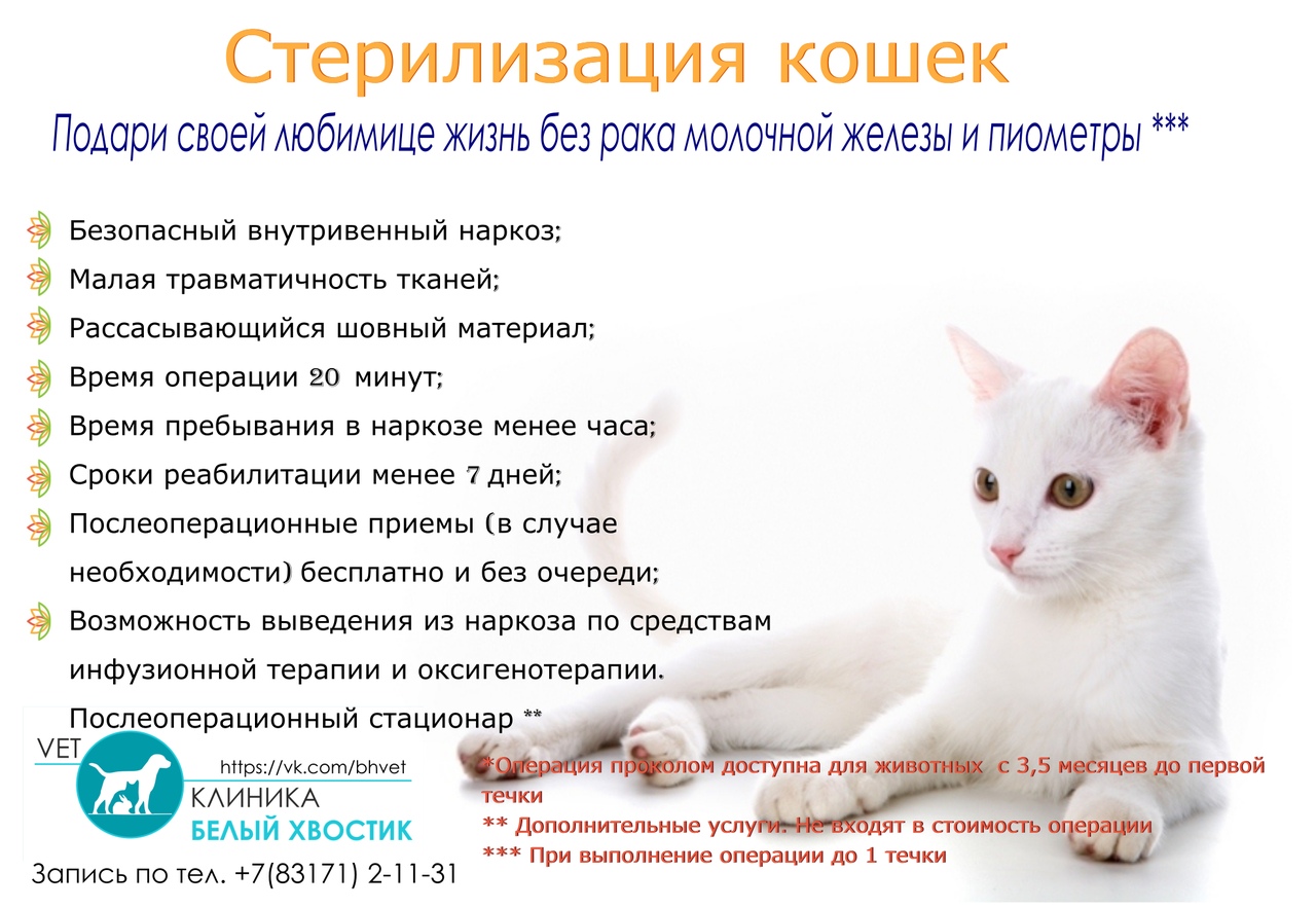 Схема кастрации кота