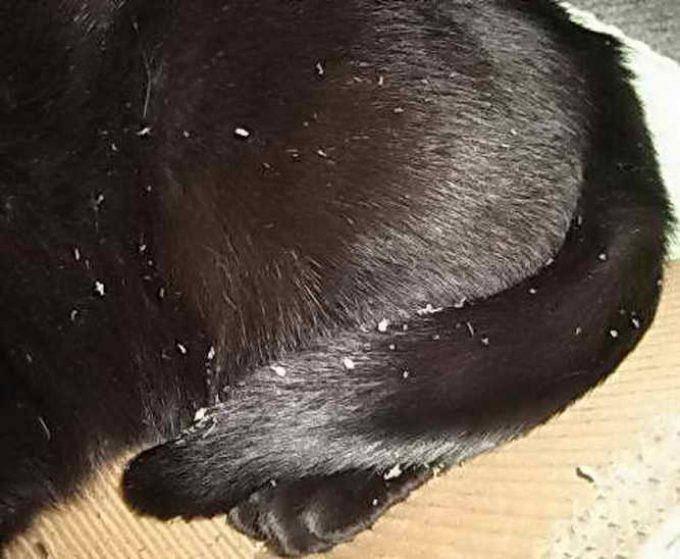 Перхоть у кошки - на спине около хвоста и в других местах, причины и лечение недуга
