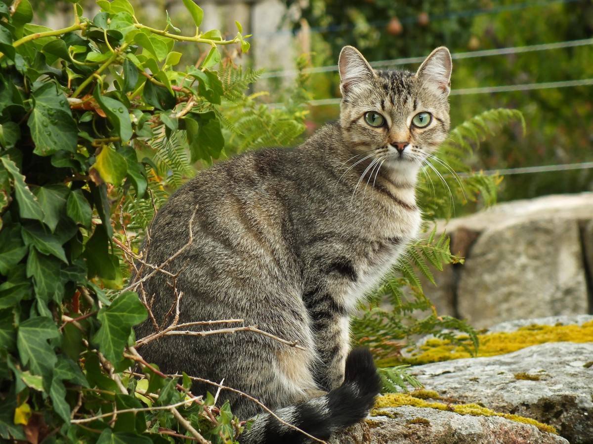 Беспородные кошки: особенности и уход в домашних условиях, содержание кота и его повадки