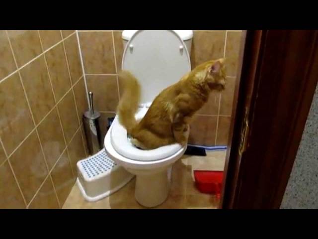 В каком возрасте котята начинают ходить в туалет и есть самостоятельно
