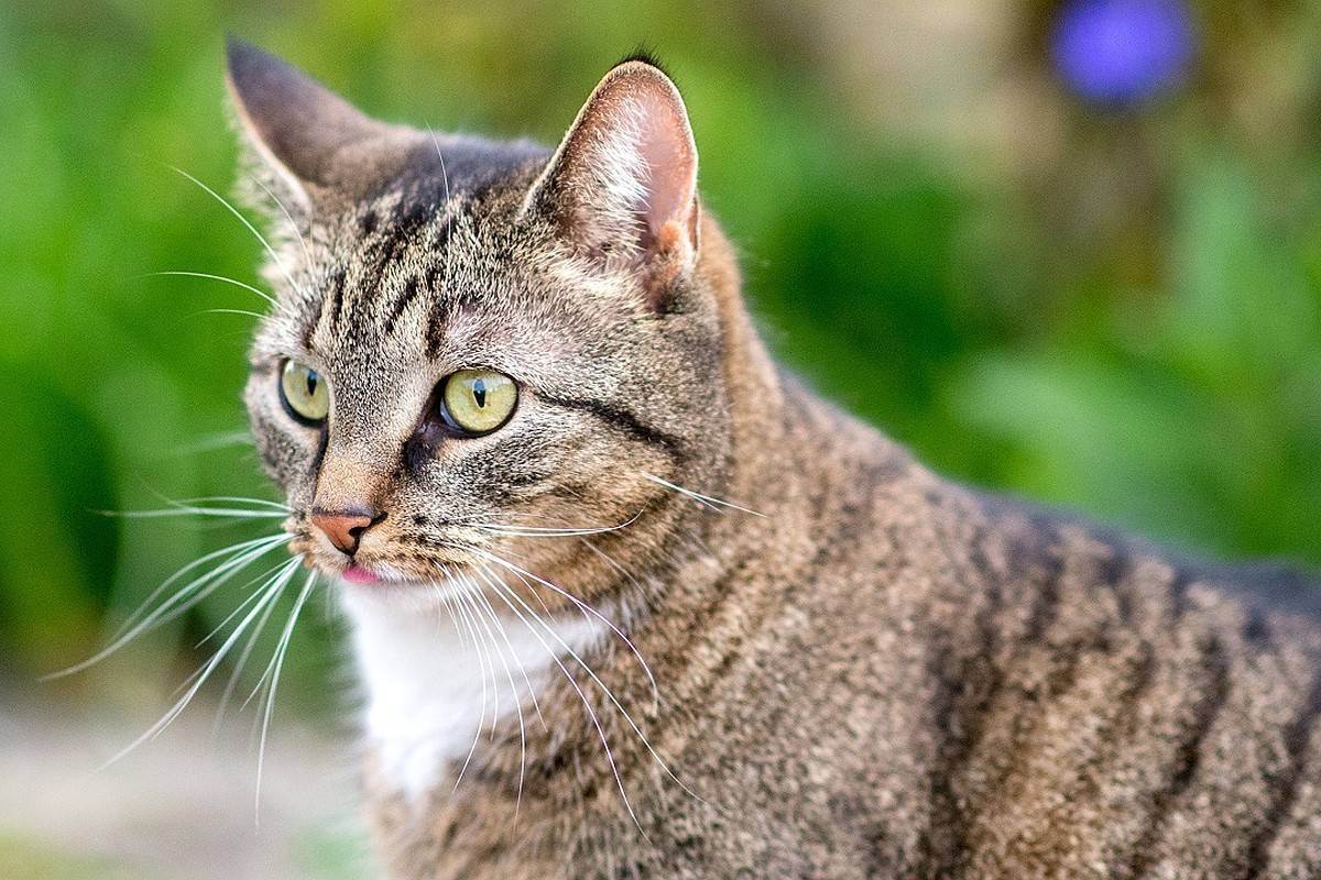 Чем кормить пожилую кошку и кота: готовыми кормами или натуральным питанием?