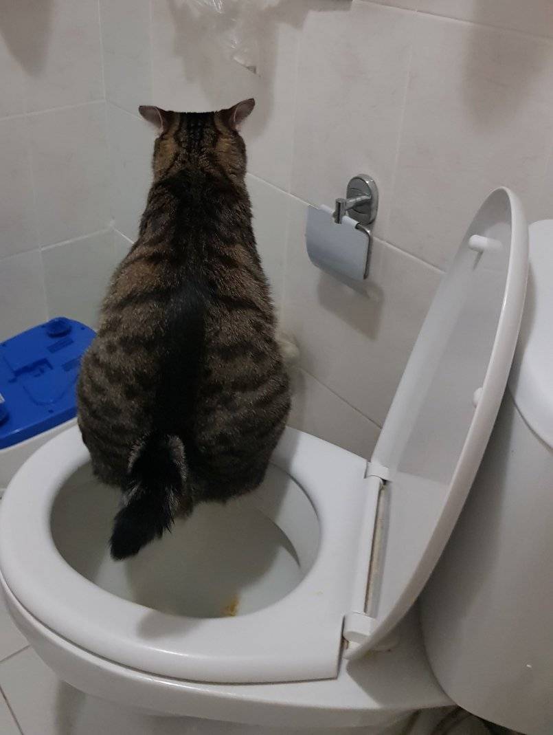 Почему кот часто ходит в туалет по-большому