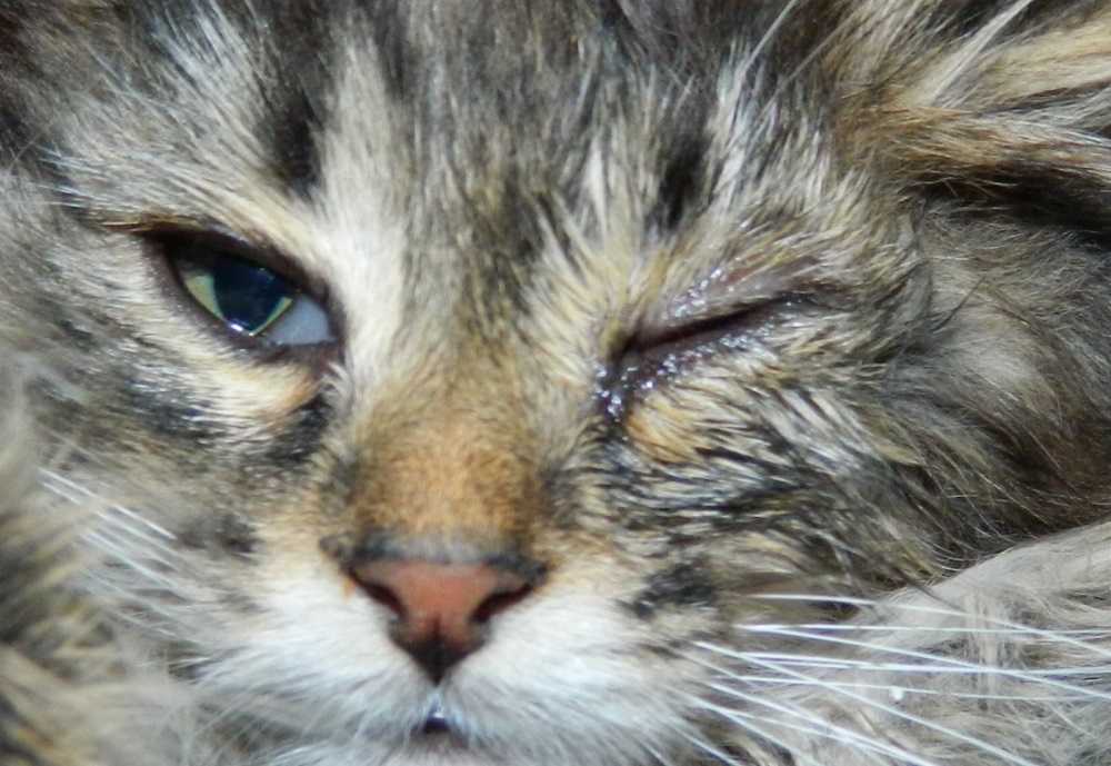 Блефарит у кошки: причины возникновения, симптомы, лечение | блог ветклиники "беланта"