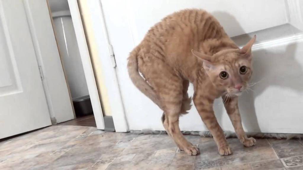Кошка гуляет: как успокоить животное во время течки