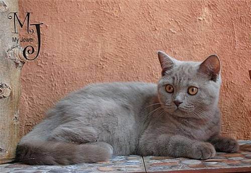 Описание короткошерстной британской кошки с фото, особенности породы и рекомендации по уходу за питомцем