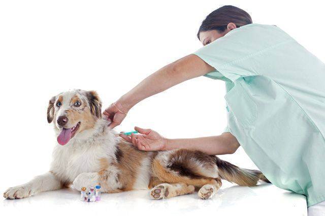 Подскажите про вакцинацию собак!!!