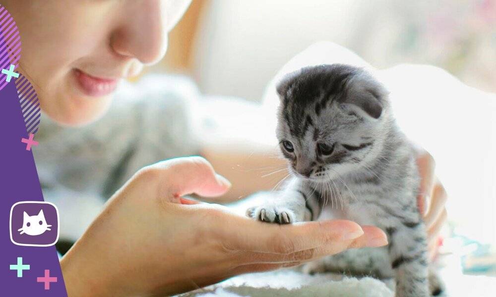 Как отучить кота кусаться