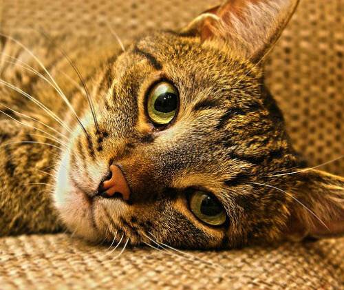 Кошка трясется во сне. кот дрожит — полный список причин от ветеринара
