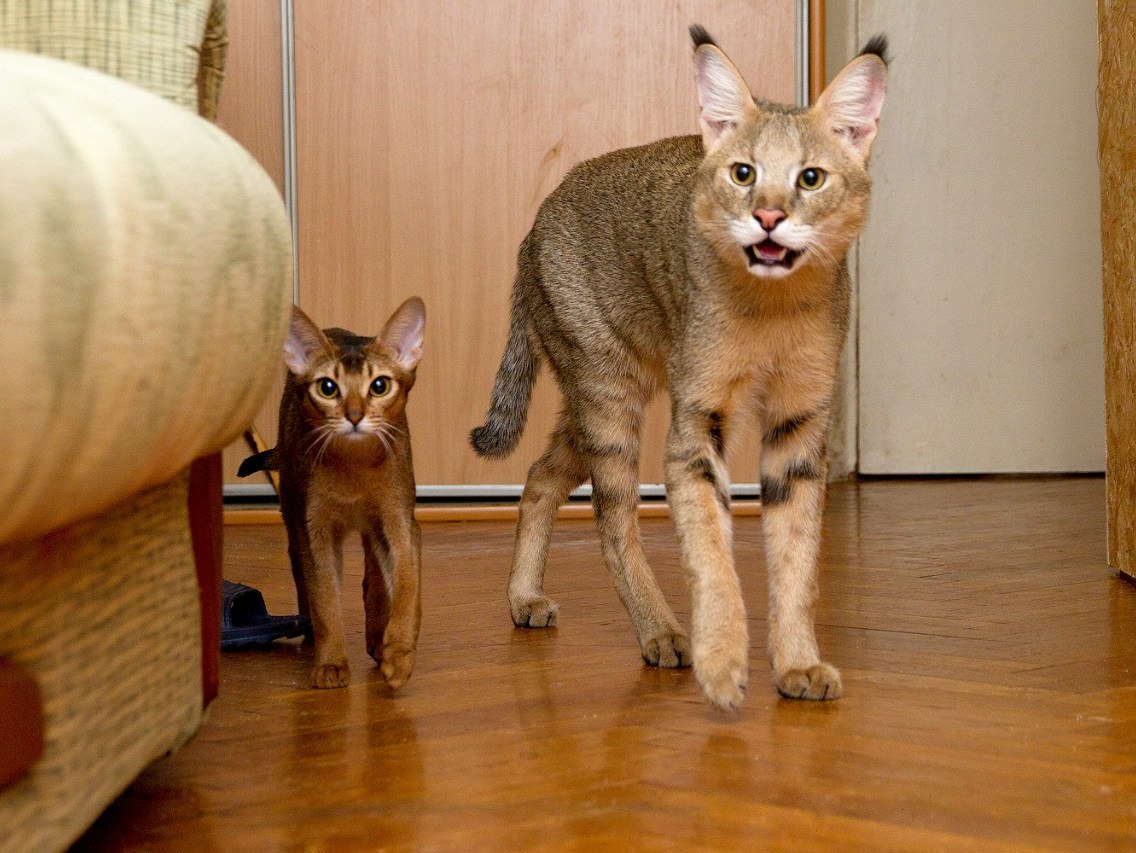 Кошки породы чаузи - коточек