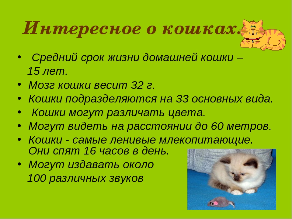 Породы кошек долгожителей и что влияет на продолжительность жизни кошек | hill's