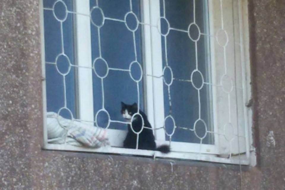 Породистая кошка без документов: что делать, и куда бежать