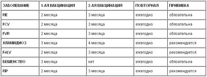 План вакцинации котов и кошек и правила проведения