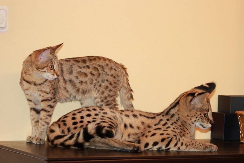 Порода кошек саванна: описание, характер, уход
