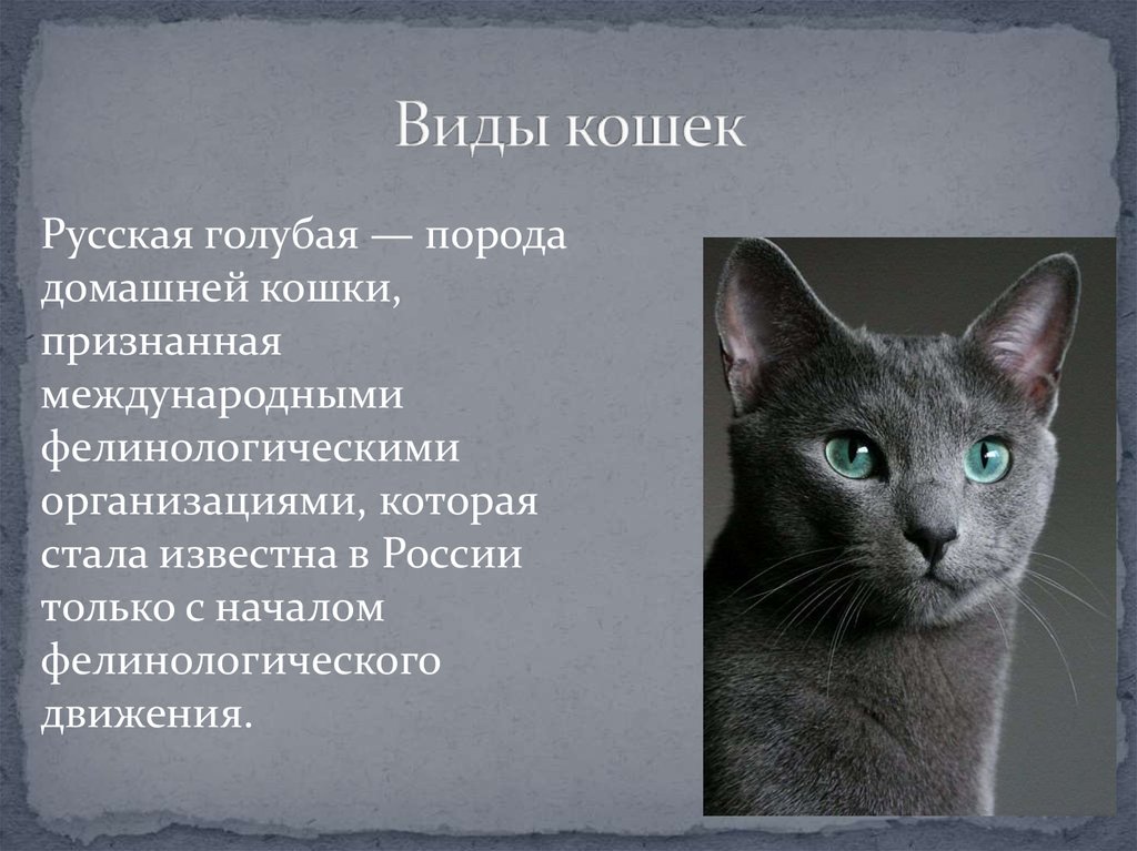 Породы серых кошек: фото с названиями :: syl.ru