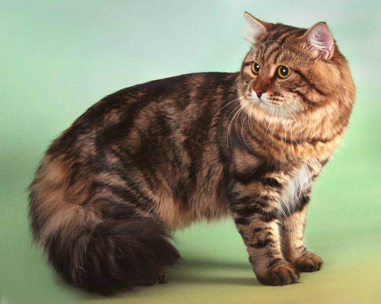 Сибирская кошка. описание, особенности, уход и цена сибирской кошки | животный мир