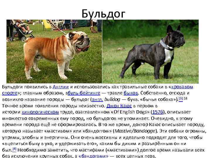 Французский бульдог мини - характеристика, плюсы и минусы собаки, чем кормить и сколько живут