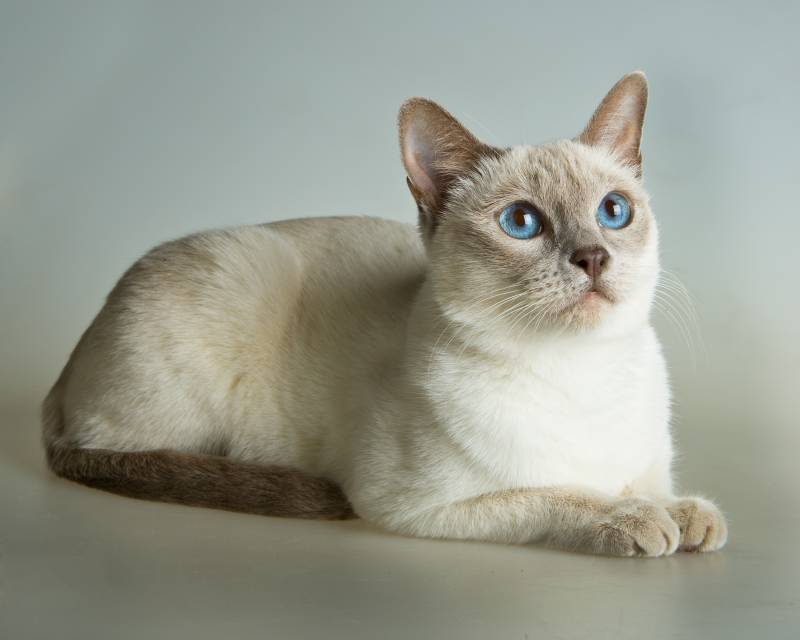 Тайская кошка: характер, особенности кормления и ухода