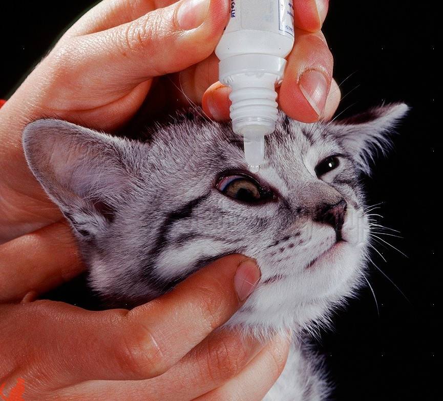 Кошка чихает и глаза слезятся: что делать, лечение, причины