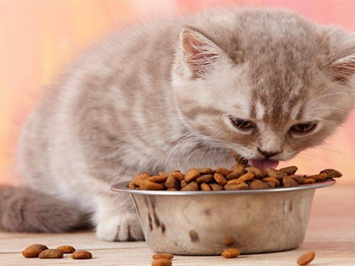 Что едят британские кошки