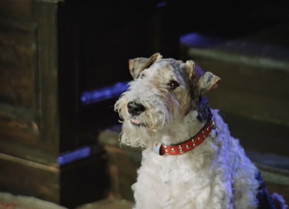 Собака из фильма электроник