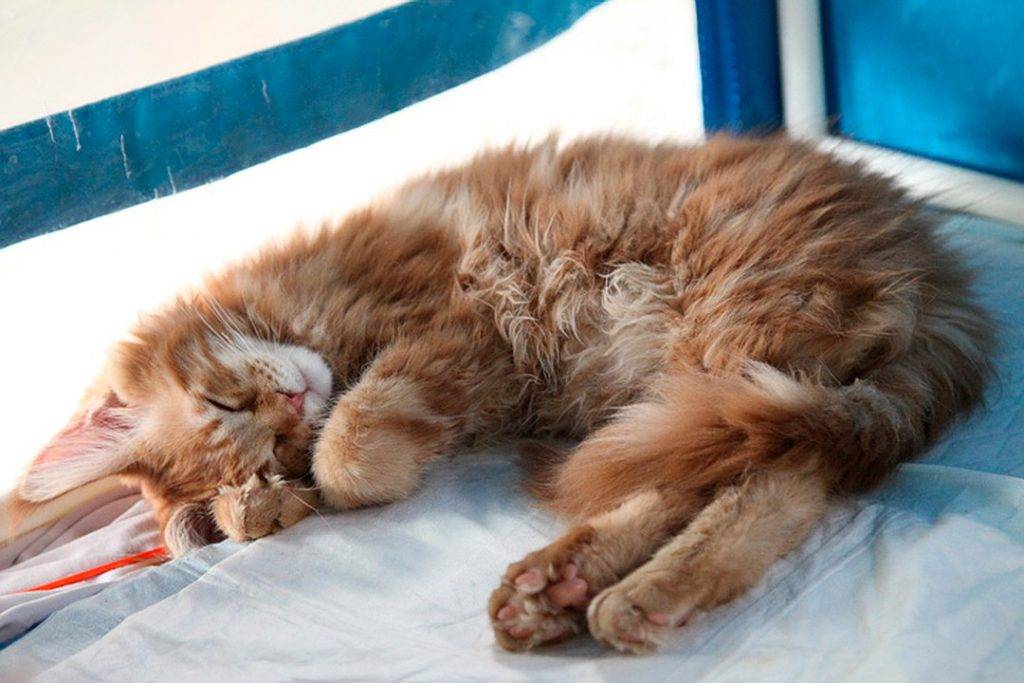 Кот дрожит во сне как будто мёрзнет и ему холодно