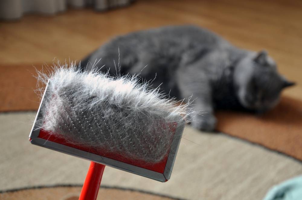 8 причин почему у кота выпадает шерсть клоками - что делать