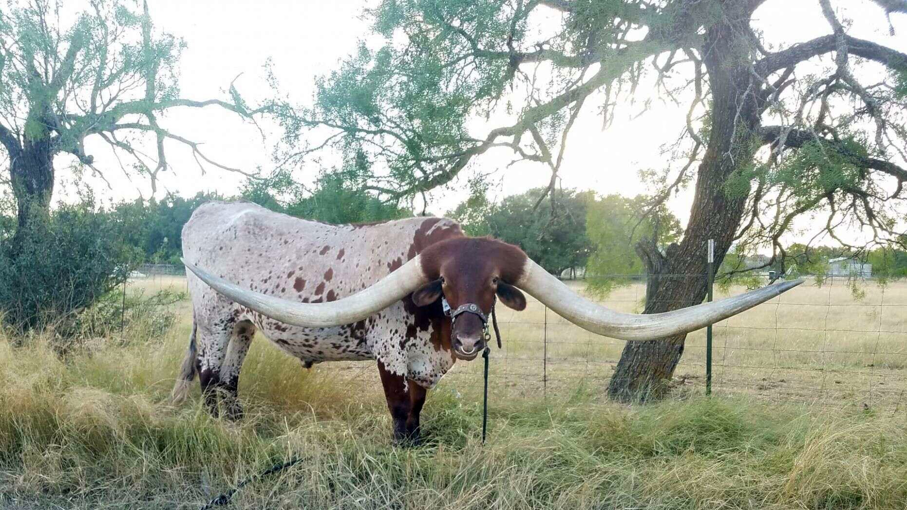 Огромные жесткие длинные. Бык ватусси. Порода коров ватусси. Техасский лонгхорн рога. Лонгхорн бык рекордсмен.