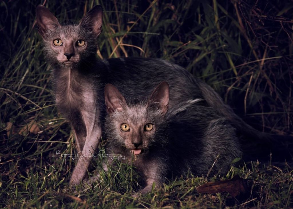 Ликой кошка оборотень: новая популярная порода, фото, сколько стоит кот волк, дьявол, демо