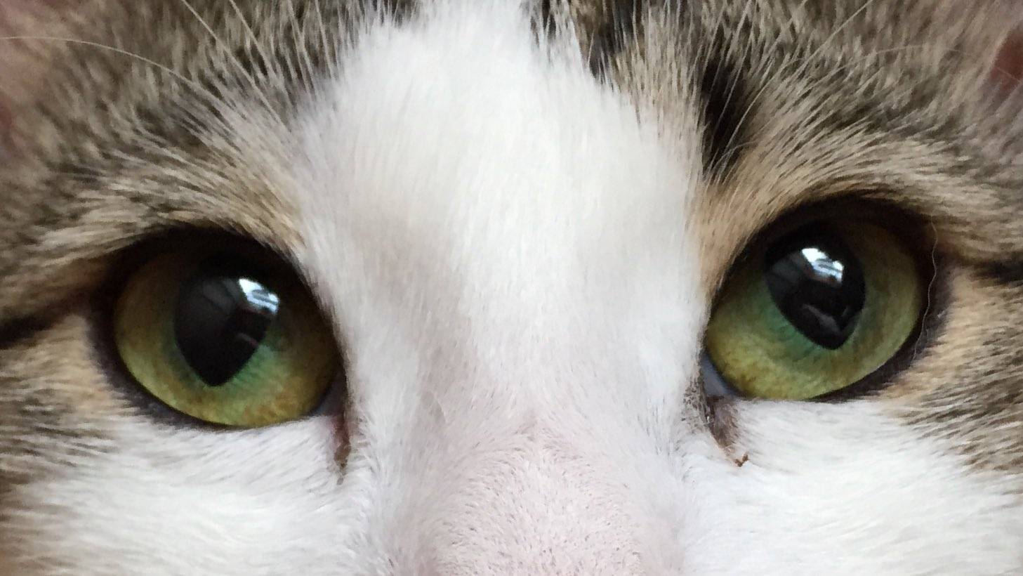 Желтые глаза у кошки, зеленые, карие: какого цвета бывают глазки у котов?