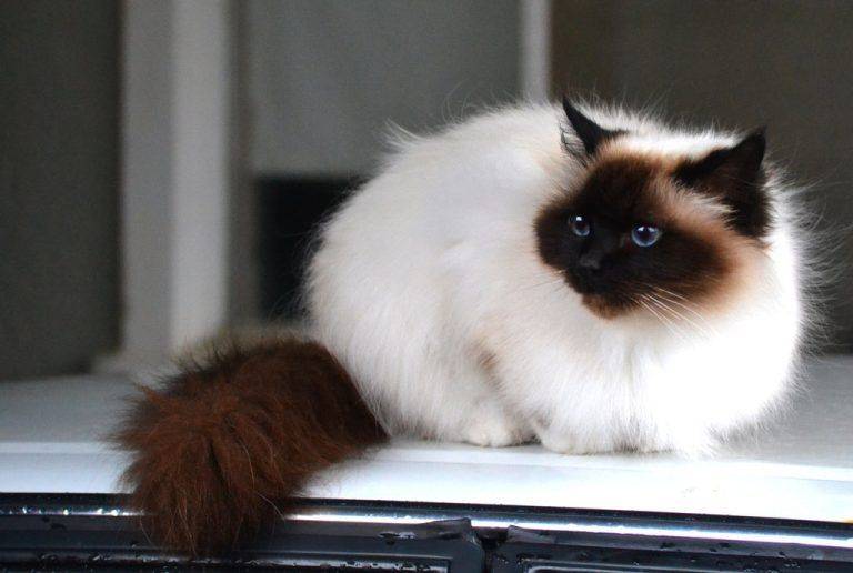 Гималайская кошка: описание породы колор-пойнт