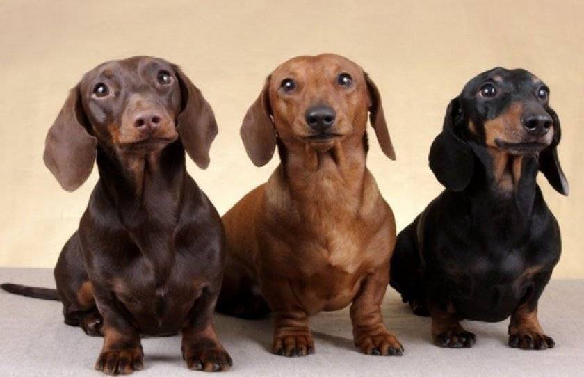 Породы собак фото с названиями крупные короткошерстные