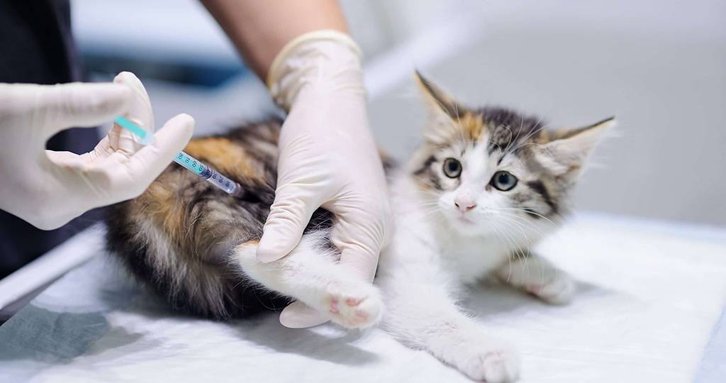 Как делать прививку от бешенства котенку