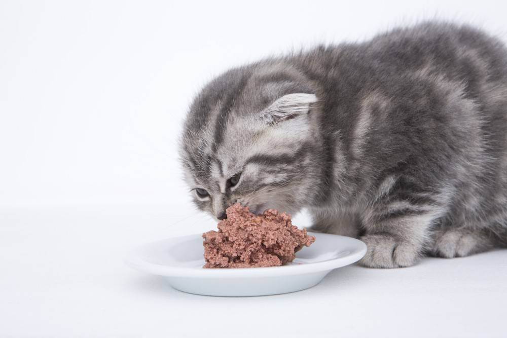 Чем кормить месячного котенка?