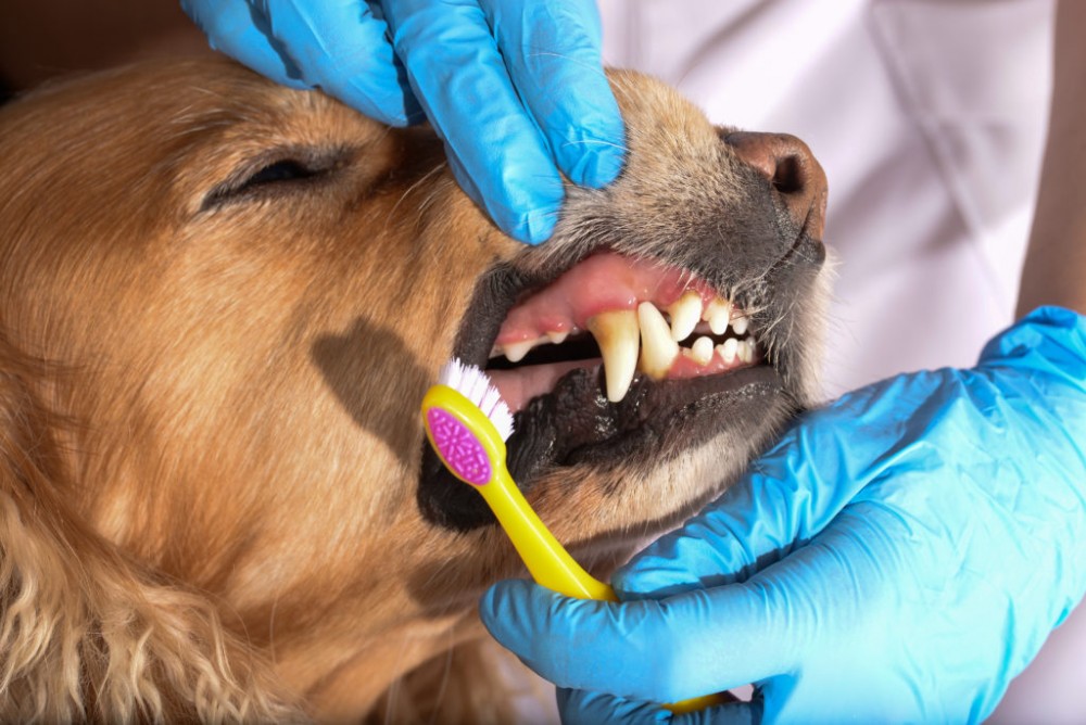 Как чистить зубы собаке (с иллюстрациями) - wikihow
