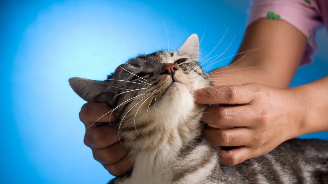 Почему кошки делают «массаж» и что это значит для хозяина