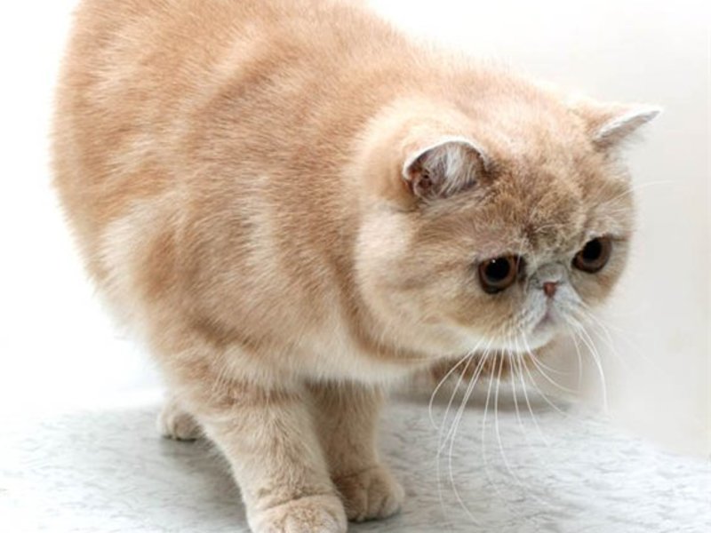 Коты и кошки с приплюснутой мордой: лучшие породы, особенности ухода и содержания, характеристика, описание